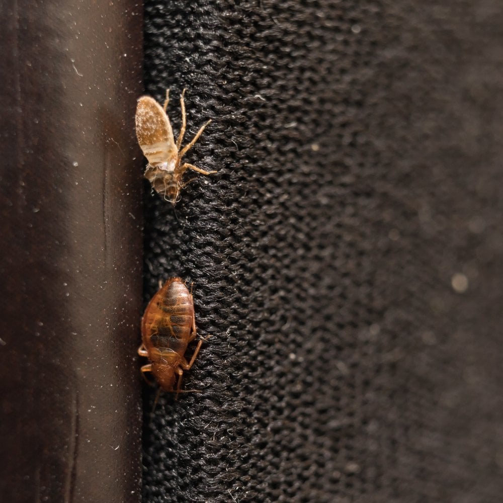 two bugs